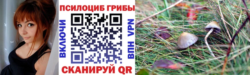 хочу наркоту  Белокуриха  Псилоцибиновые грибы Cubensis 